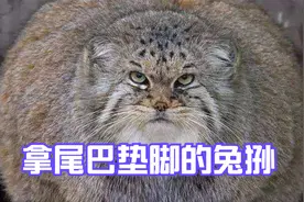 嫌地冷拿尾巴垫脚的兔狲，竟然是狲四秒