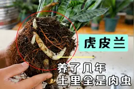 养了2年的虎皮兰，如果不分株，盆里全是白色“肉虫子”视频封面