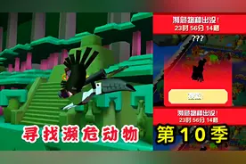 疯狂动物园：寻找30只濒危动物第10季，丛林中的濒危巨嘴鸟