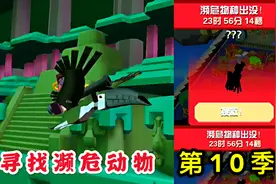 疯狂动物园：寻找30只濒危动物第10季，丛林中的濒危巨嘴鸟