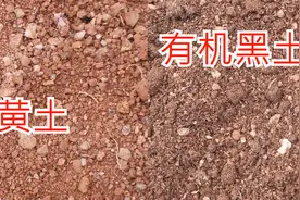 用黄土简单操作一下，秒变有机黑土，种菜非常好，而且不板结视频封面