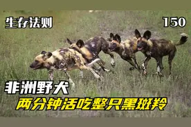 野犬群捕杀黑斑羚，两分钟完成活吃生吞，惊人的进食速度不忍直视视频封面