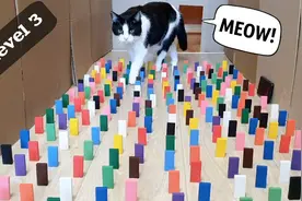 主人为给小猫咪减肥，在路上设置三重障碍。网友：猫生不易！视频封面