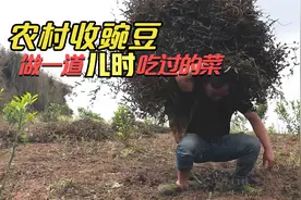 没有机械化,看四川农村如何手工收豌豆,做一道儿时吃过的酸水豌豆