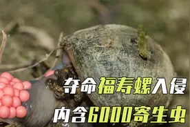食用福寿螺有多可怕？80人集体感染寄生虫,孕妇误食致流产！