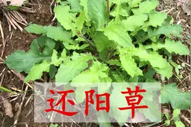 农村珍贵又稀少的“还阳草”找到了，到底有啥好？20元一斤不好买视频封面