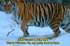 中英文字幕《追踪西伯利亚虎 Operation.Snow.Tiger》E02视频封面