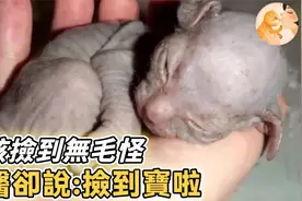 女孩捡到怪异动物，兽医却说：捡到宝视频封面