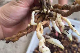 养了很久都不长新根的兰花，喂它一粒“促根药”，新根蹭蹭冒视频封面