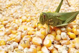 铁路上的毒蚂蚱，腿上一排倒刺碰到皮肤上面就会过敏，远离它。