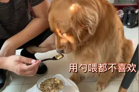 金毛任性的不吃饭，主人用勺子喂都不管用，最后加了羊奶粉才吃视频封面