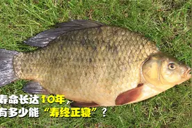 鲫鱼5天就能孵化，寿命可达10年，它们有多少能“寿终正寝”？视频封面