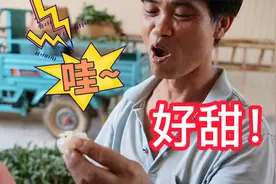 初夏的第一颗荔枝，非高州白糖罂不吃！视频封面