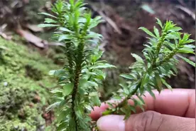 大山里的“蛇足石衫”，能卖300元，你家乡有吗视频封面