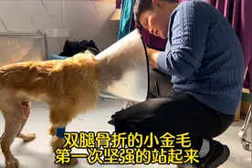 双腿骨折的小金毛，手术后经过悉心照料，坚强的站了起来视频封面