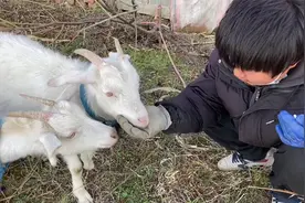 养了一年的羊越来越小？老乡说出了问题羊体内有虫子，需要驱虫视频封面
