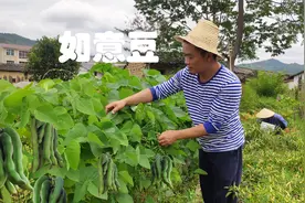 邻居菜地里种植的如意豆，不用管理两株就产值1000元，你见过吗视频封面