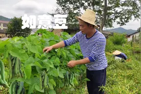 邻居菜地里种植的如意豆，不用管理两株就产值1000元，你见过吗视频封面