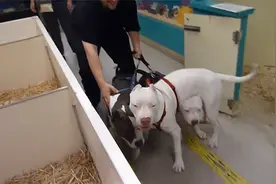 主人带比特犬逛超市，狗狗焦急等待结账直跺脚，场面太逗了！视频封面