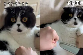 主人买玩具刀整蛊猫咪，一刀下去惹得它怒目圆睁：你干嘛别乱来！视频封面