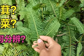 芒萁跟蕨菜 经常弄错 小鸿教你分辨：网友赶紧收藏视频封面