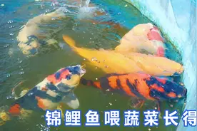 锦鲤属杂食性鱼类，想要锦鲤鱼长得好，蔬菜水果不能少！视频封面
