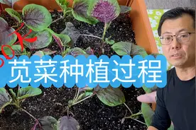 30天花盆种红苋菜，从种子到成菜的整个过程，实战种植技术分享视频封面
