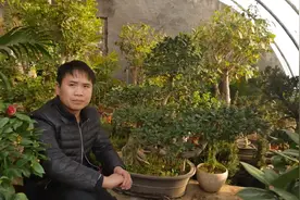 榕树叶子发黄落叶，90%是这3个原因引起的视频封面