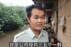 山里养鸡如何防野兽，小志给大家分享一下两种方法，非常简单视频封面