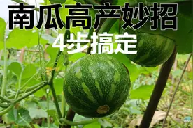 南瓜高产有妙招，只需四步就搞定，后期又多又大还没病虫害视频封面