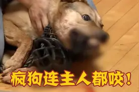 5岁狗子连主人都咬，训狗师1招治服疯狗，看着太解气了！视频封面