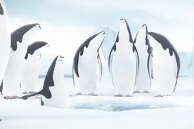 全球变暖的罪魁祸首，企鹅得到超级辣椒，将整个冰川都融化了