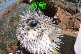 阿平赶海抓获一条昂贵的刺鲍鱼，它遇险时身上的刺就会防御起来视频封面