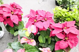 沈阳最大的花鸟鱼早市，首次见到一棵石榴树，看看结几个石榴？视频封面