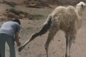 女子在沙漠遇受困骆驼，解救后骆驼一个举动令女子感叹：太感人了视频封面