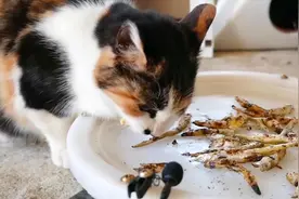 主人给猫咪烤小鱼干吃，猫咪很喜欢吃，没一会儿一盘就吃光光了