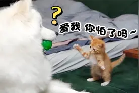 嚣张小奶猫，对萨摩耶拳打脚踢，到处招惹！【我要上热门】