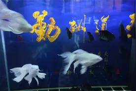 为什么说很多观赏鱼的鱼鳍溃烂，可以使用一把剪刀解决？视频封面