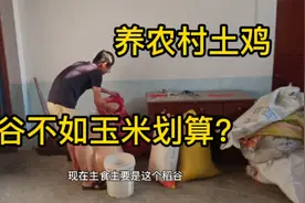 天天给鸡喂稻谷，网友却跟我说用玉米养比用稻谷养划算，是真的吗视频封面