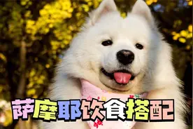 萨摩耶饮食搭配，这个并不难