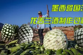 墨西哥的灵魂“龙舌兰”，居然是这样酿造的，怪不得这么贵！视频封面