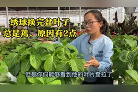 绣球换完盆为啥叶子总是蔫？本期分析2种原因，重点在2分53秒视频封面
