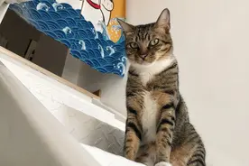 女主人出差半个月回到家，猫咪的反应让人好心碎！视频封面