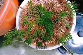 路上遇到“还魂草”，别不好意思，顺手挖一株，养在家里有好处视频封面