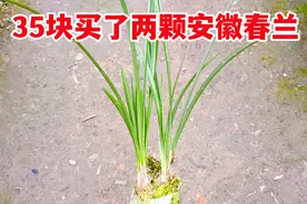 35块买了两颗安徽春兰，苗情很一般，快来看看我的栽种方式吧视频封面
