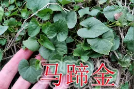 马蹄金称为“万能解毒草”，又叫“化石草”，原来有这么多用途视频封面