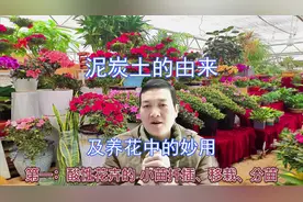 详解“泥炭土”的“由来”及养花中的“妙用”视频封面