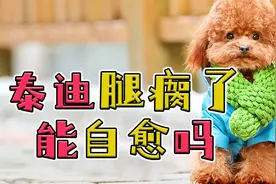 泰迪腿瘸了能自愈吗视频封面