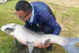 混养塘钓青鱼难连竿，常没口？用这2招必杀技，一天盘老板10多条视频封面