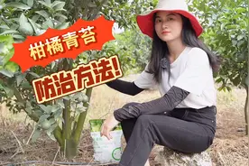 柑橘青苔严重，快清苔消除助剂喷雾使用，青苔可以打光光！视频封面